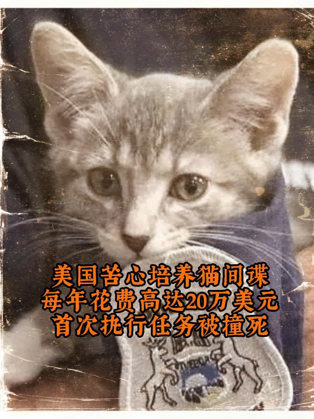 SOL突遭安全漏洞，流失高达31.22万美元的简单介绍-开云APP